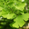 Ginkgo Biloba Image