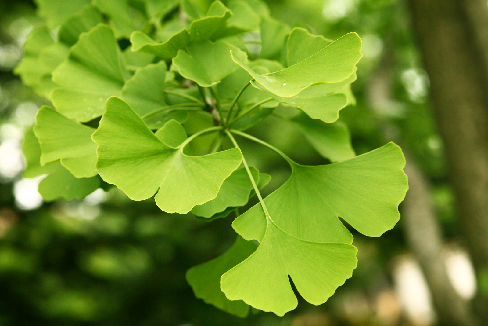 Willen Telegraaf escaleren All About Ginkgo Biloba