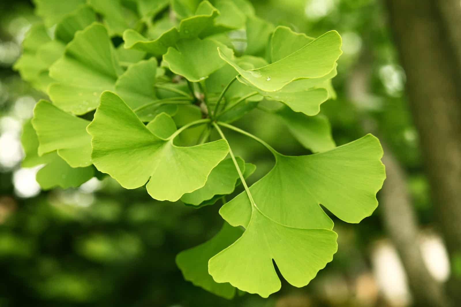 Ginkgo Biloba Compendium Ginkgo Biloba Benefits Side Effects 