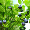 All About Bilberries and Bioflavonoids