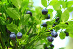 All About Bilberries and Bioflavonoids