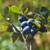 Best Herbs for Eyesight