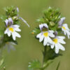 All About Eyebright Image