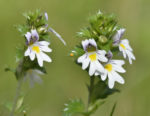 All About Eyebright Image