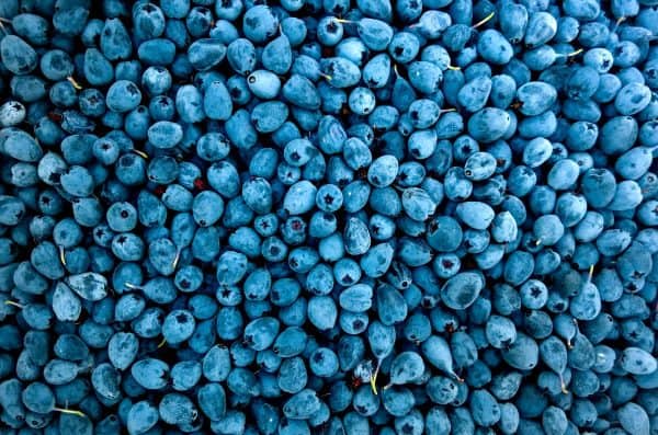 Fresh blueberries and bilberries rich in bioflavonoids