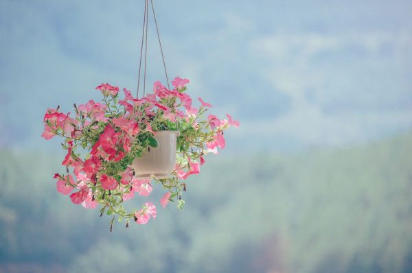 Eyebright herb flowers used in traditional eye health remedies