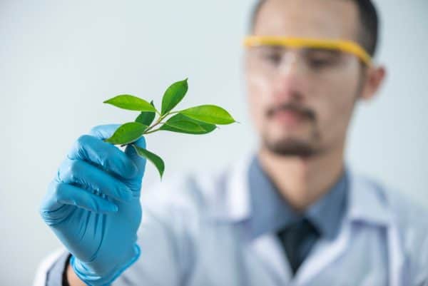 Citrus fruits and buckwheat, natural sources of rutin